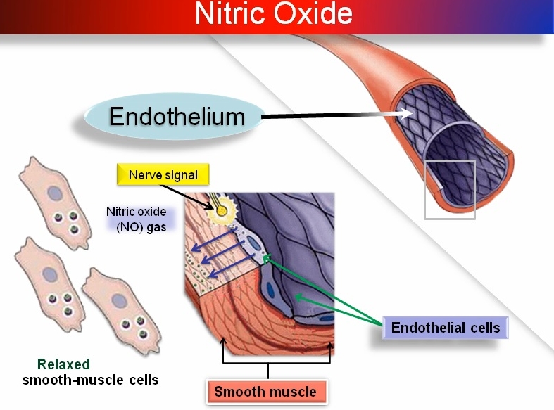 Nitric oxide benefits