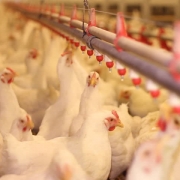 Reduction of Ammonia Emission in Chicken Farms by Improved Water systems
